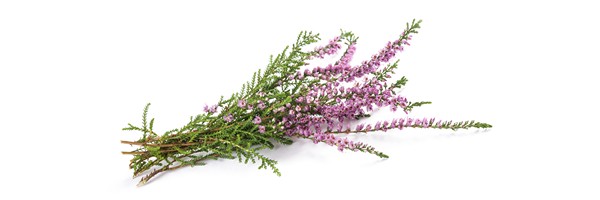 Le macérat de bourgeons de Bruyère